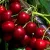 Cherries