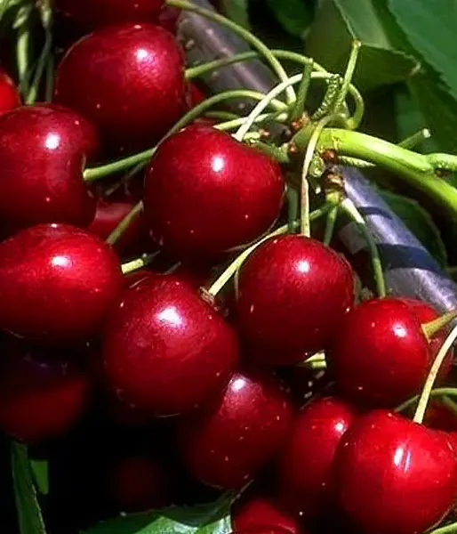 BIO Čerešňa AROMA SPUR SÄULENSÜßKIRSCHE ROT (stĺpová) - Tutifruti SK