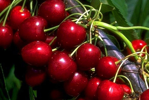 Odolnosť a korenistá chuť zo severu: Predstavujeme estónske čerešne 'Madissoni roosa', 'Meelika' a 'Norri'