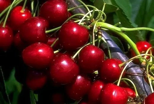 Choroby višní: Monília a škvrnitosť listov | Ako ich poraziť