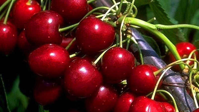 Odolnosť a korenistá chuť zo severu: Predstavujeme estónske čerešne 'Madissoni roosa', 'Meelika' a 'Norri'