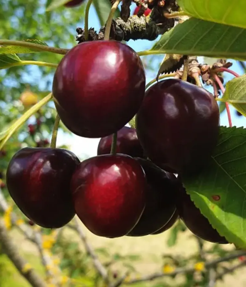Süßkirsche (Prunus avium) AGILA - Tutifruti, s.r.o.