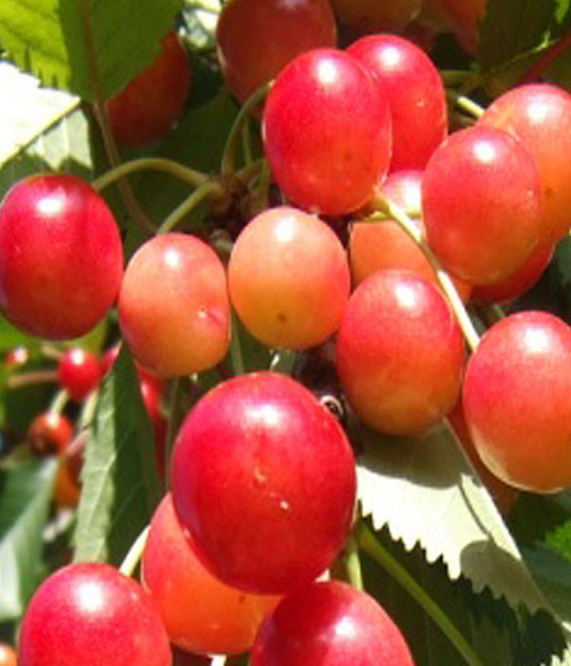 Čerešňa (Prunus avium) BRJANSKAJA ROZOVAJA - Tutifruti, s.r.o.