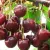 Extra frost-resistant CHERRIES AND SOUR CHERRIES