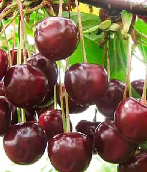 Sour Cherry (Prunus cerasus) HARITONOVSKAJA