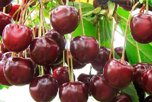 Exkluzívne poklady z Východu: Detailná analýza odrôd višní Latvijas Zemais, Turgenevka a Haritonovskaja