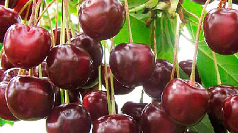 Exkluzívne poklady z Východu: Detailná analýza odrôd višní Latvijas Zemais, Turgenevka a Haritonovskaja