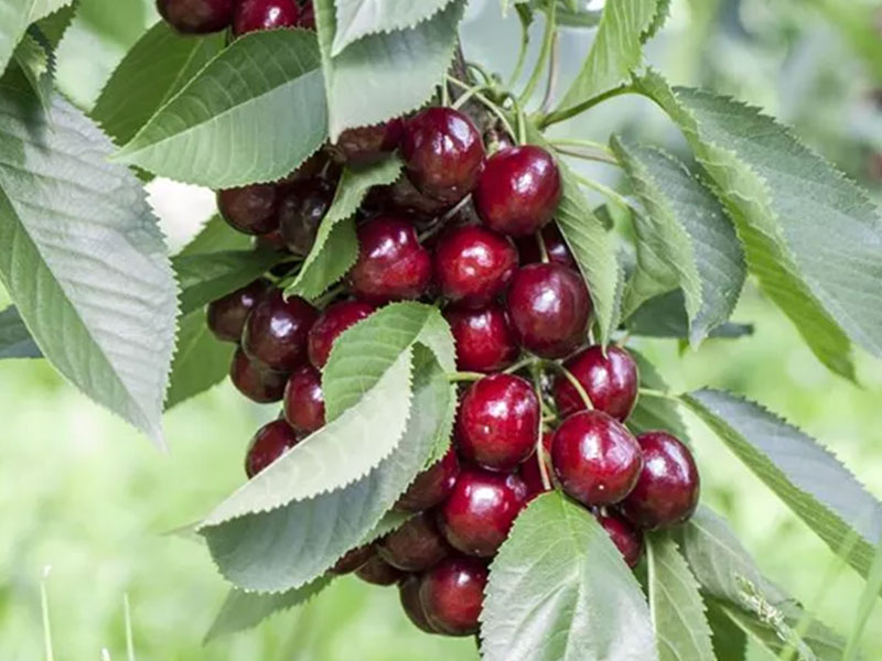 Višňa (Prunus cerasus) JACHIM - Tutifruti SK Višňa (Prunus cerasus) JACHIM - Tutifruti SK