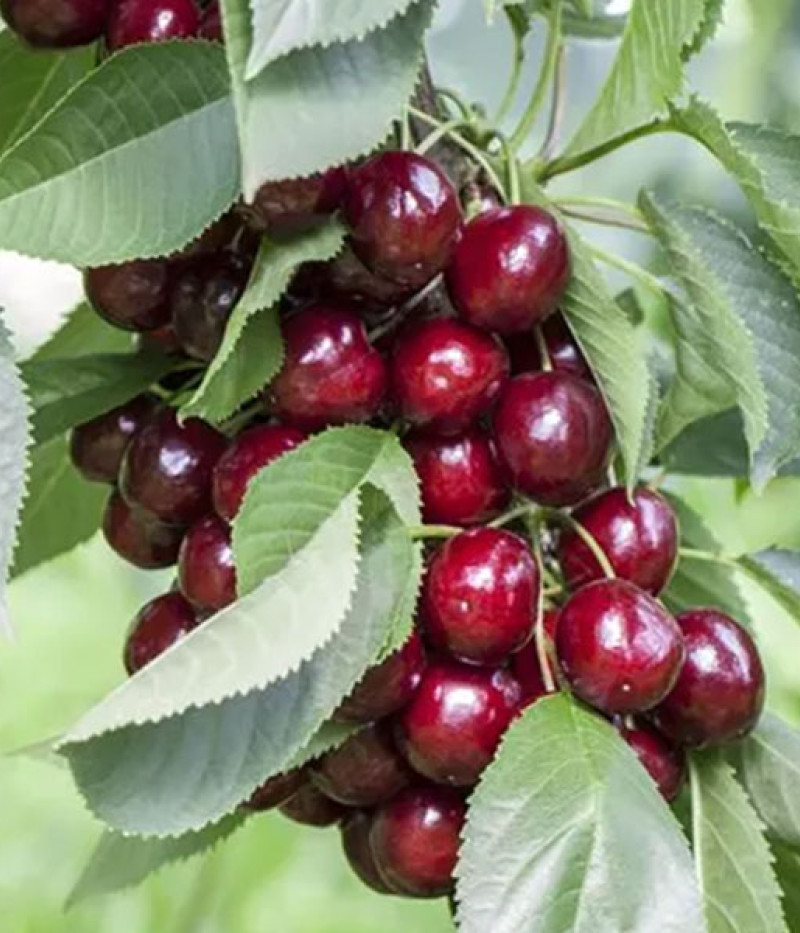 Sour Cherry (Prunus cerasus) JACHIM - Tutifruti SK