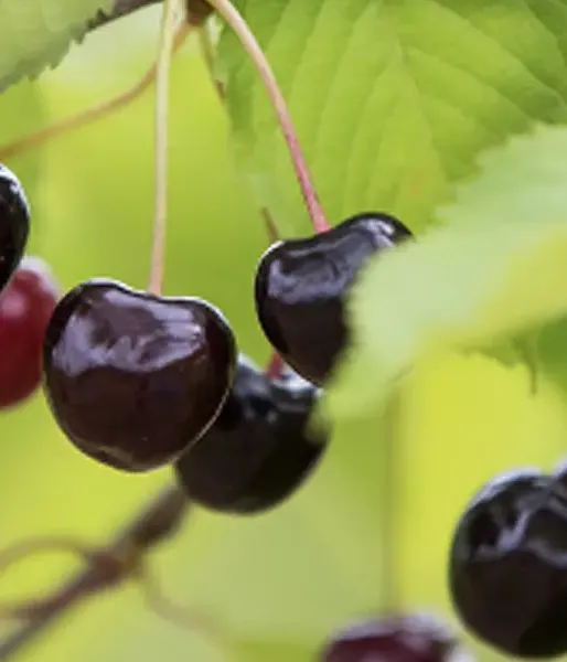 Sweet Cherry (Prunus avium) JĀNIS