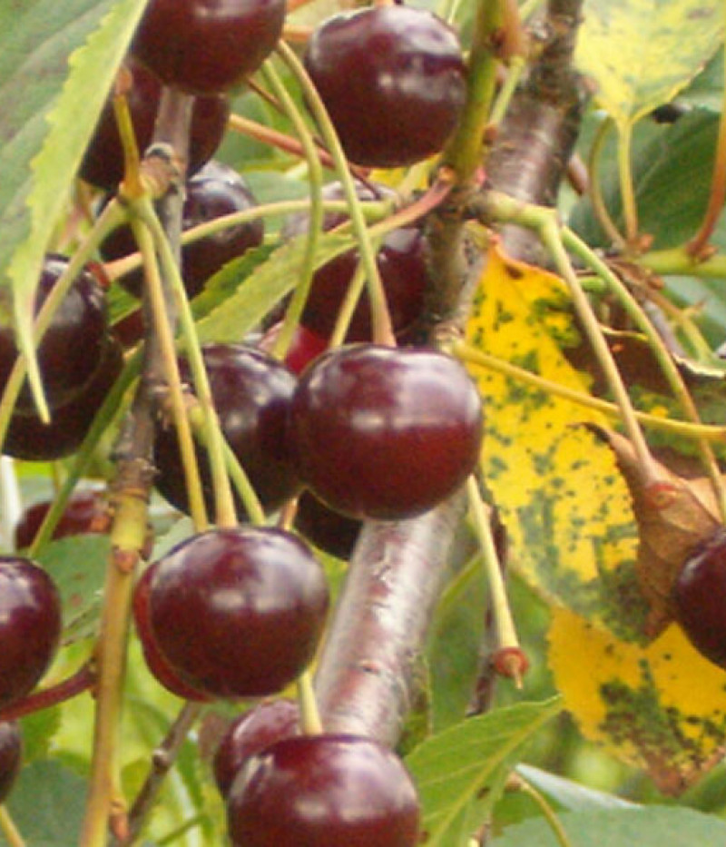 Višňa (Prunus cerasus) LATVIJAS ZEMAIS - Tutifruti, s.r.o.