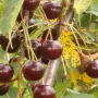 Višňa (Prunus cerasus) LATVIJAS ZEMAIS