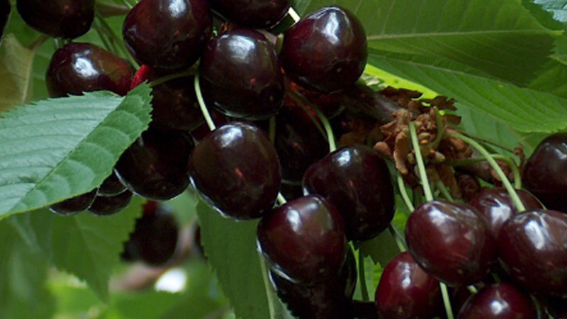 Nové čerešne a višne 2026: Krupnoplodnaja, Leningradskaja a ďalšie