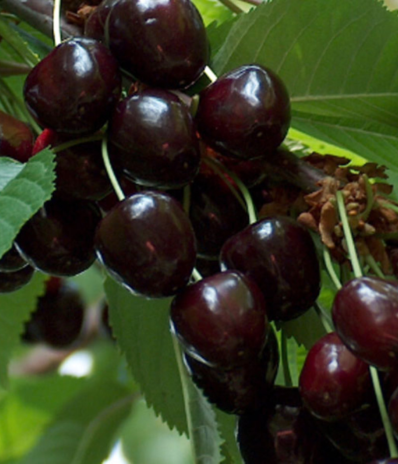 Čerešňa (Prunus avium) LENINGRADSKAJA ČORNAJA - Tutifruti, s.r.o.