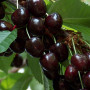 Čerešňa (Prunus avium) LENINGRADSKAJA ČORNAJA