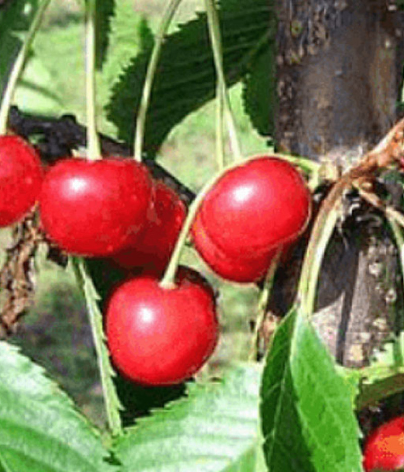 Čerešňa (Prunus avium) MADISSONI ROOSA - Tutifruti, s.r.o.