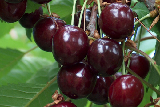 Estónske čerešňové klenoty: Príbeh odrôd 'Meelika', 'Norri' a 'Madissoni roosa'