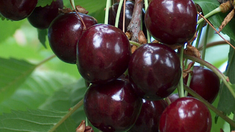 Estónske čerešňové klenoty: Príbeh odrôd 'Meelika', 'Norri' a 'Madissoni roosa'