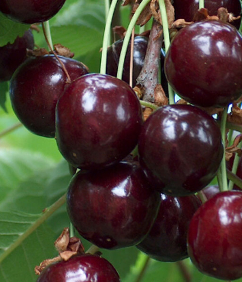 Čerešňa (Prunus avium) MEELIKA - Tutifruti, s.r.o.