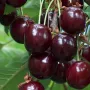 Cherry  (Prunus avium) MEELIKA