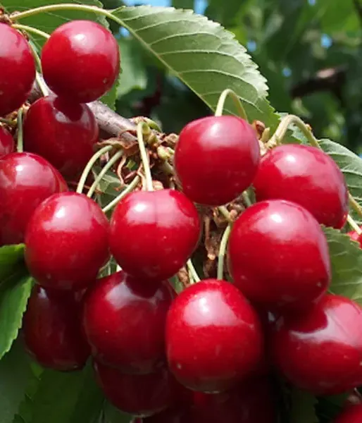 Cherry  (Prunus avium) NORRI