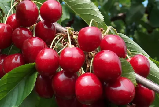 Všetko o čerešni (Prunus avium): Pôvod, botanika a vývoj
