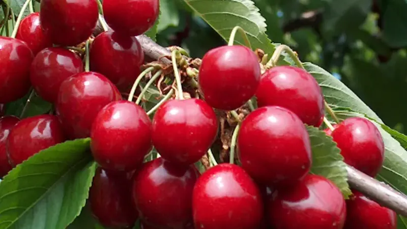 Všetko o čerešni (Prunus avium): Pôvod, botanika a vývoj