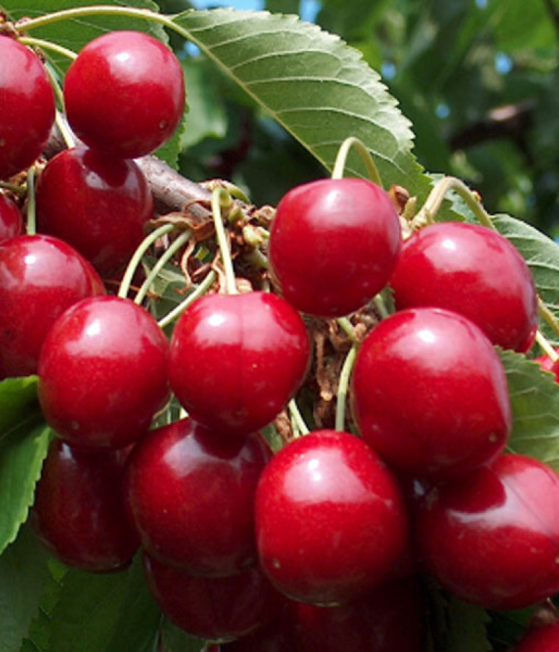 Čerešňa (Prunus avium) NORRI - Tutifruti, s.r.o.