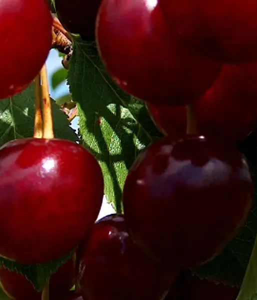 Sauerkirschen (Prunus cerasus) PREVOSHODNAJA KOLESNIKOVOI