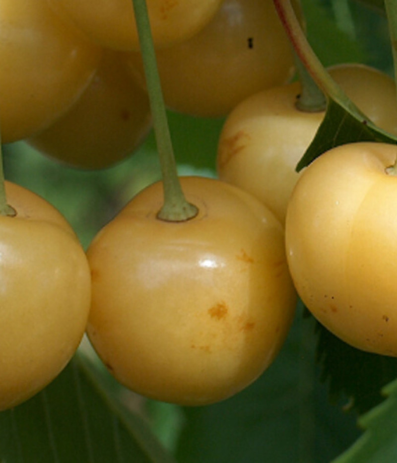 Čerešňa (Prunus avium) PAULA - Tutifruti, s.r.o.