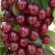Limited Edition of Cherries and Sour Cherries
