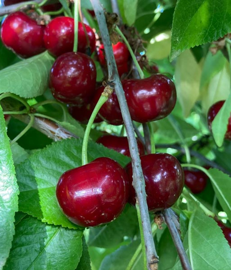 BIO Višňa AROMA SPUR SÄULENSAUERKIRSCHE (stĺpová) - Tutifruti SK