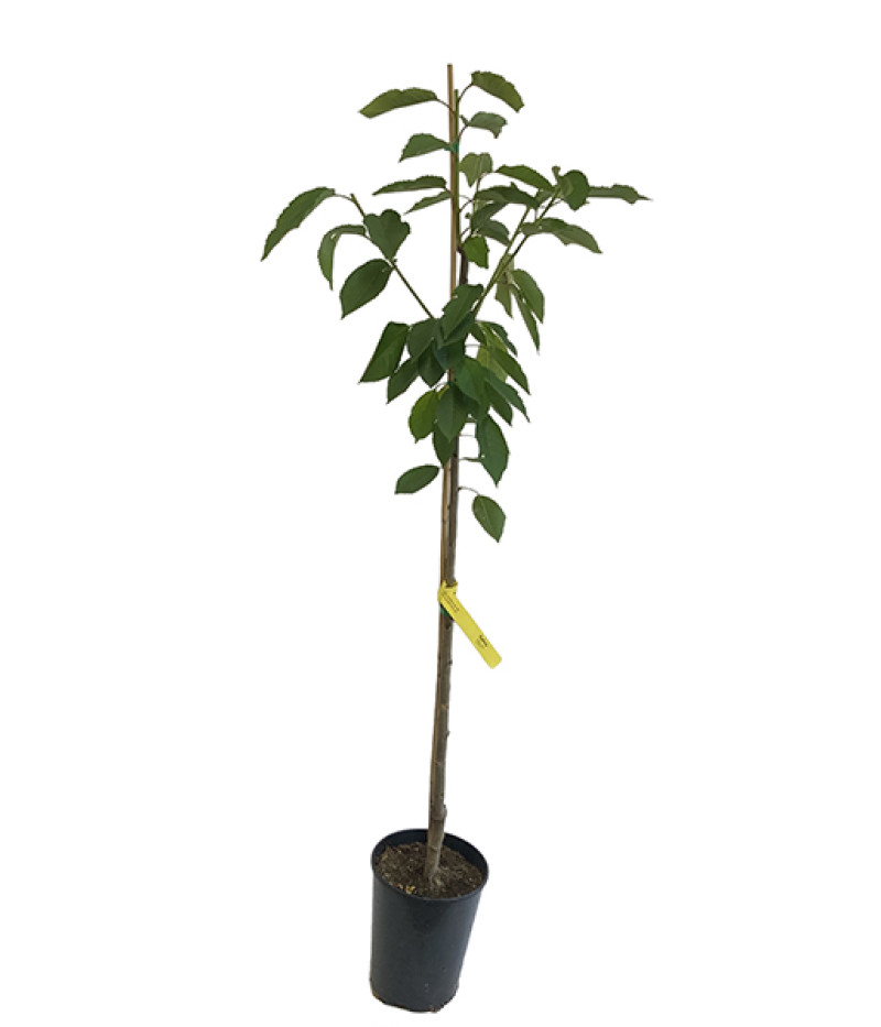 Sweet Cherry (Prunus avium) SYLVIA - Tutifruti SK
