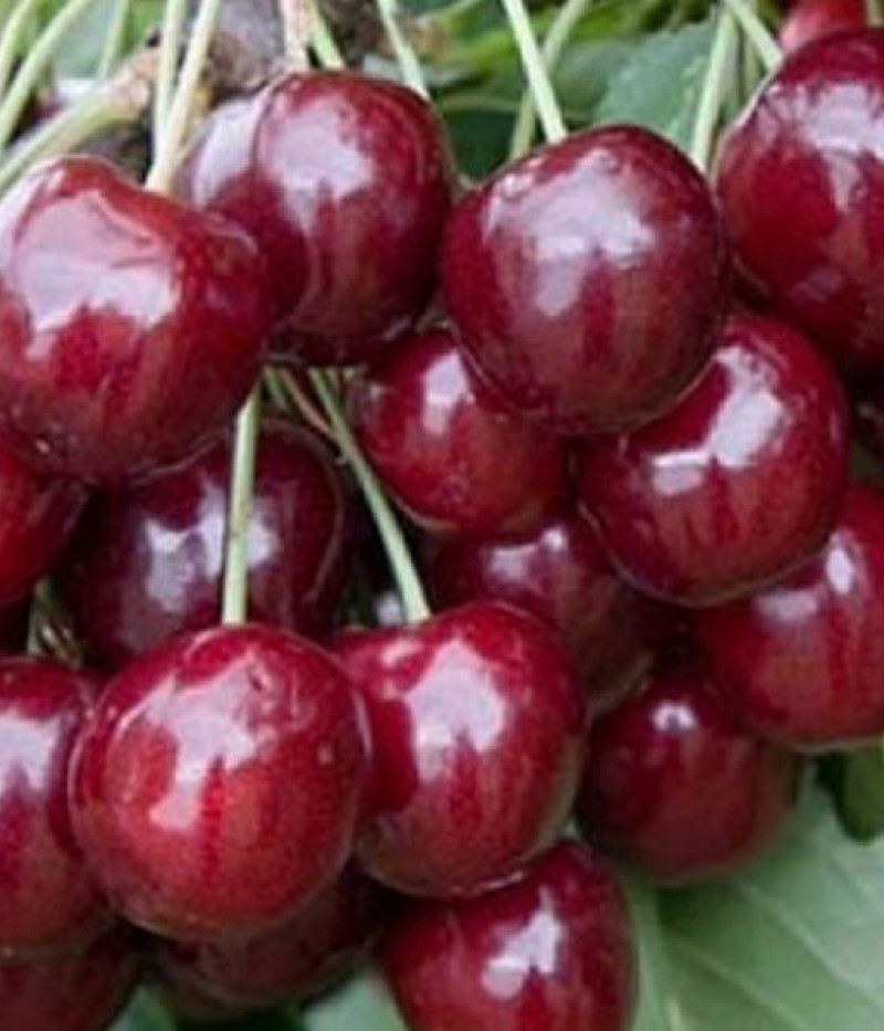 Čerešňa (Prunus avium) TJUTČEVKA - Tutifruti, s.r.o.