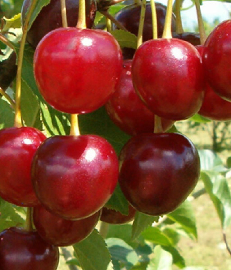 Višňa (Prunus cerasus) TURGENEVKA - Tutifruti, s.r.o.