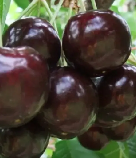 Čerešňa (Prunus avium) IPUT
