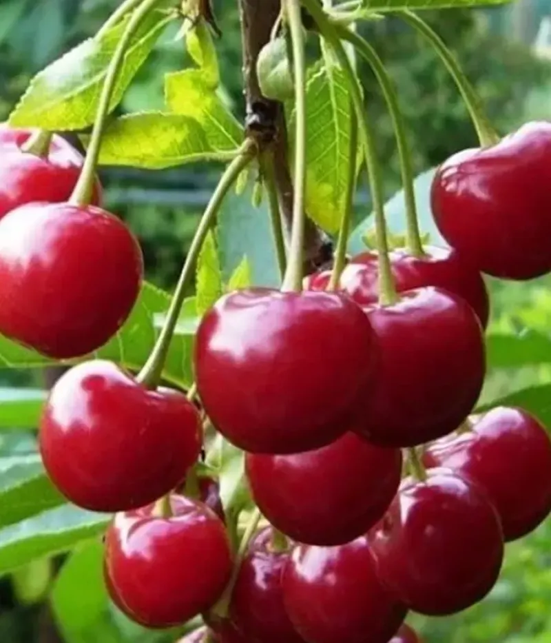 Višňa (Prunus cerasus) VYTĖNŲ ŽVAIGŽDĖ - Tutifruti, s.r.o.