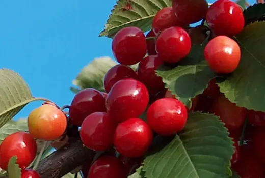 Rubínový elixír zdravia: Čerešňa, antioxidanty a polyfenoly