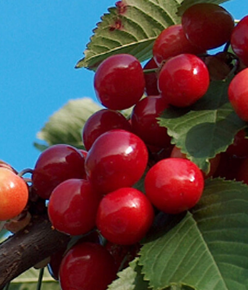 Čerešňa (prunus avium) AIJA - Tutifruti, s.r.o.