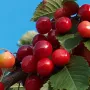 Sweet Cherry (prunus avium) AIJA