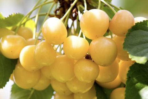 Čerešňa Aleksandrs: Detailný profil lotyšskej žltej odrody