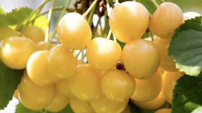 Čerešňa Aleksandrs: Detailný profil lotyšskej žltej odrody