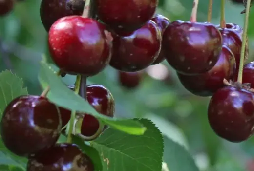 Nové višne 2026: Molodyozhnaya, Vytėnų žvaigždė a Shokoladnitsa