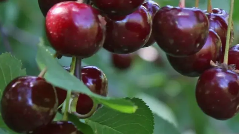 Nové višne 2026: Molodyozhnaya, Vytėnų žvaigždė a Shokoladnitsa