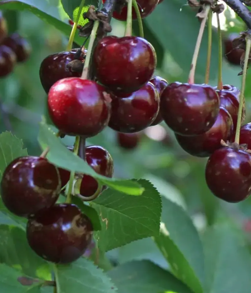 Višňa (Prunus cerasus) SHOKOLADNITSA - Tutifruti, s.r.o.