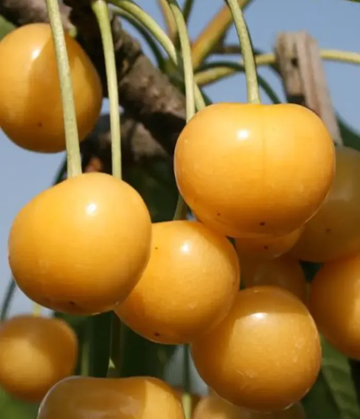 Süßkirsche (Prunus avium) DONNISEN - Tutifruti, s.r.o.