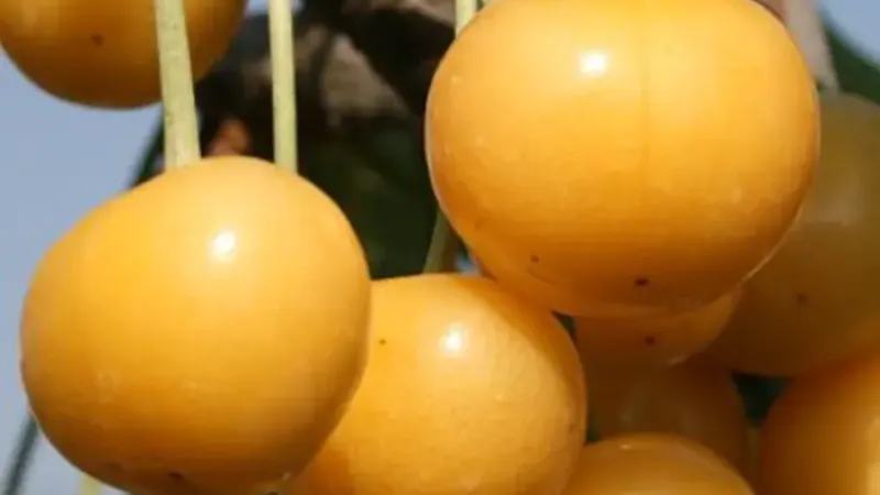 Žltá rarita a neskoré tmavé krásky: Predstavujeme čerešne 'Donnisen', 'Ferrovia' a 'Irena'