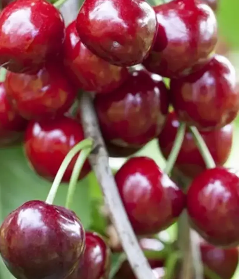 Višňa (Prunus cerasus) GEREMA - Tutifruti, s.r.o.