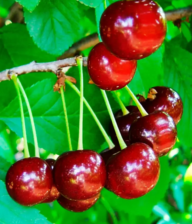 Čerešňo-višňa (Prunus x gondouinii) IGRUSHKA - Tutifruti, s.r.o.