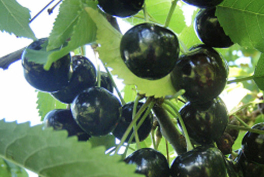 Analýza lotyšských čerešní: Detailný profil odrôd Paula, Aija a Indra | Blog